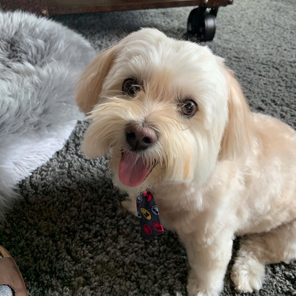 Meet your Posher, Paul - Picture 4 of 4